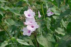 Ipomoea carnea